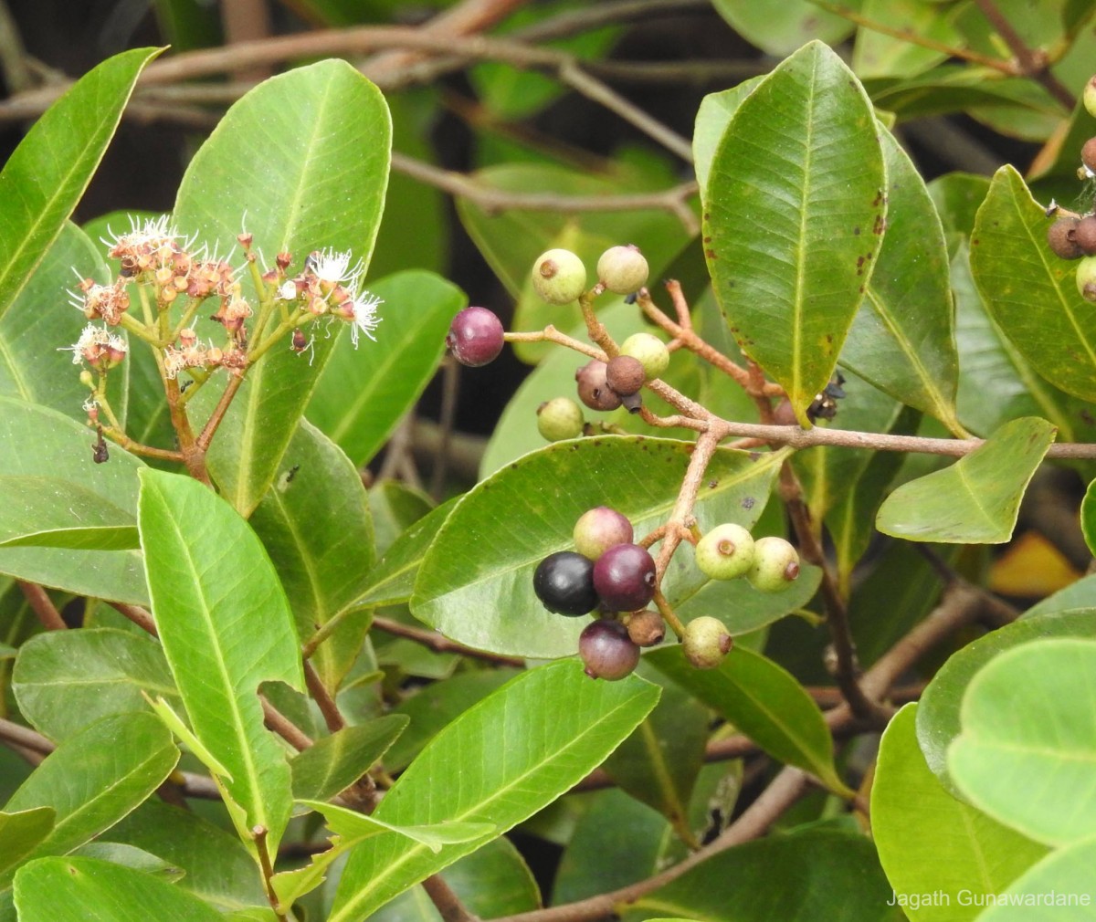 Syzygium caryophyllatum (L.) Alston